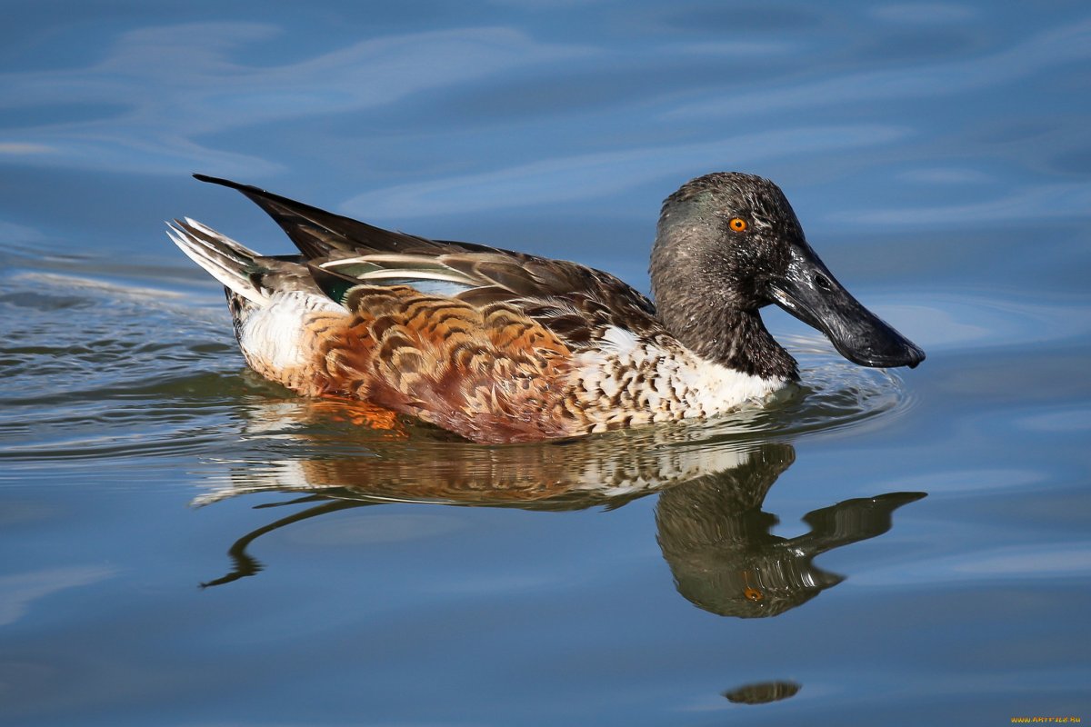 Широконоска утка брайт62