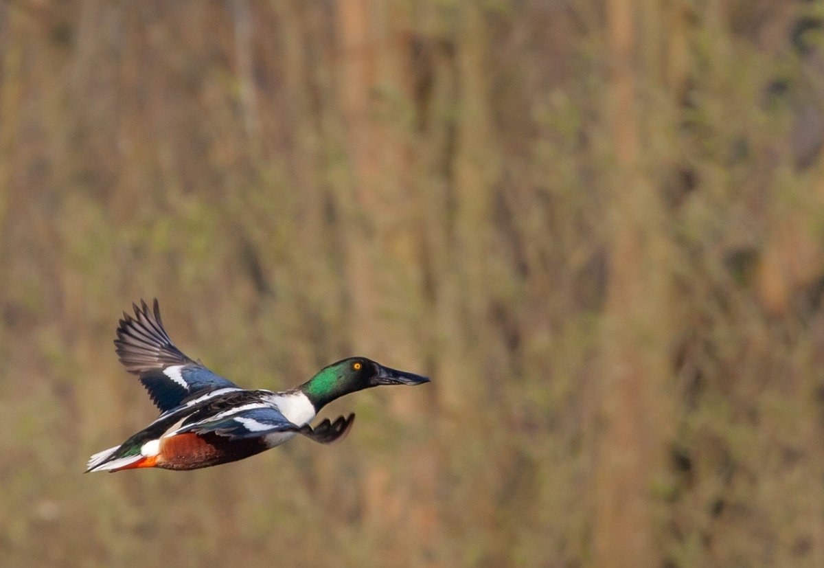 Австралийская Широконоска