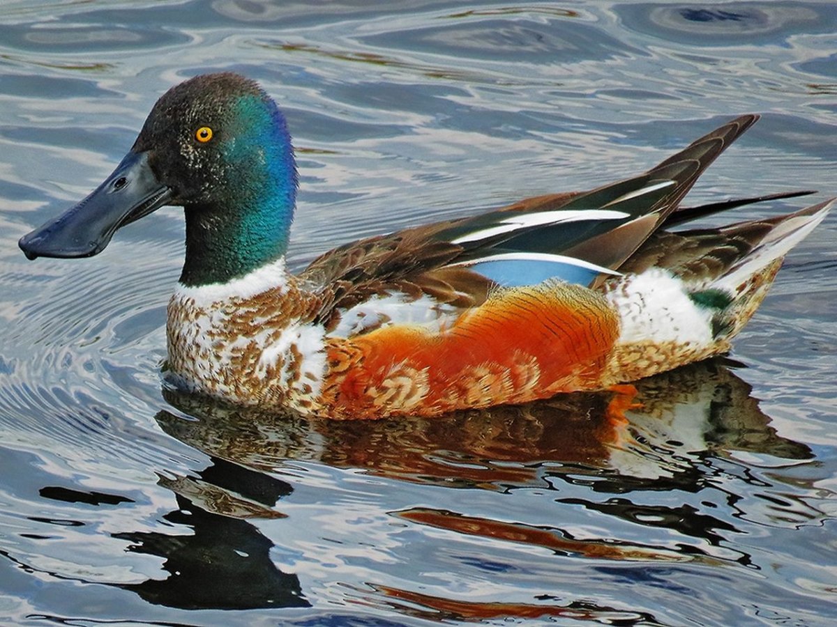 Широконоска утка