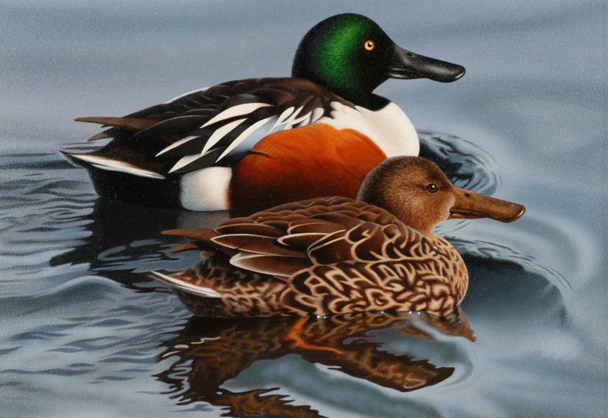 Утка Широконоска самцы