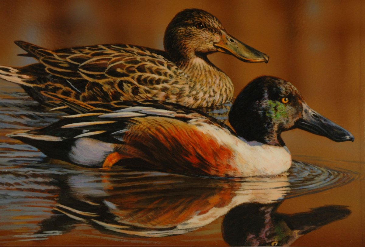 Чирок Широконоска