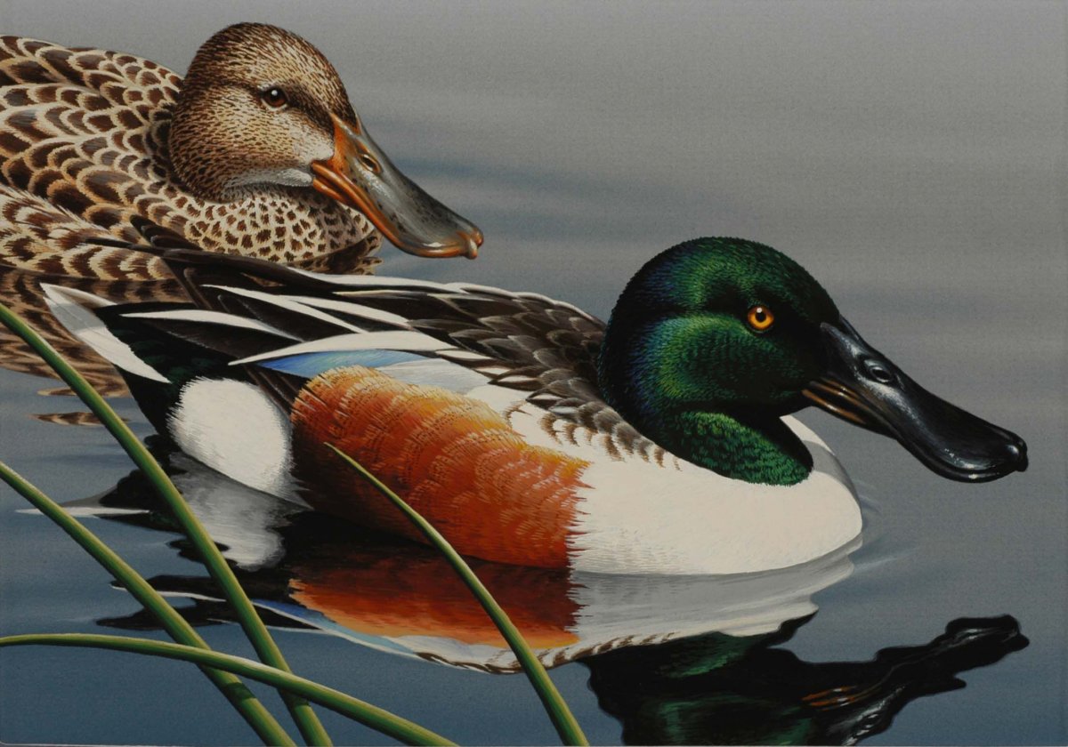 Соксун Широконоска