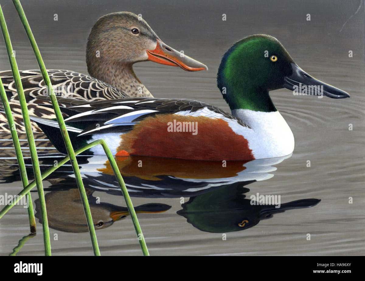 Южноамериканская Широконоска