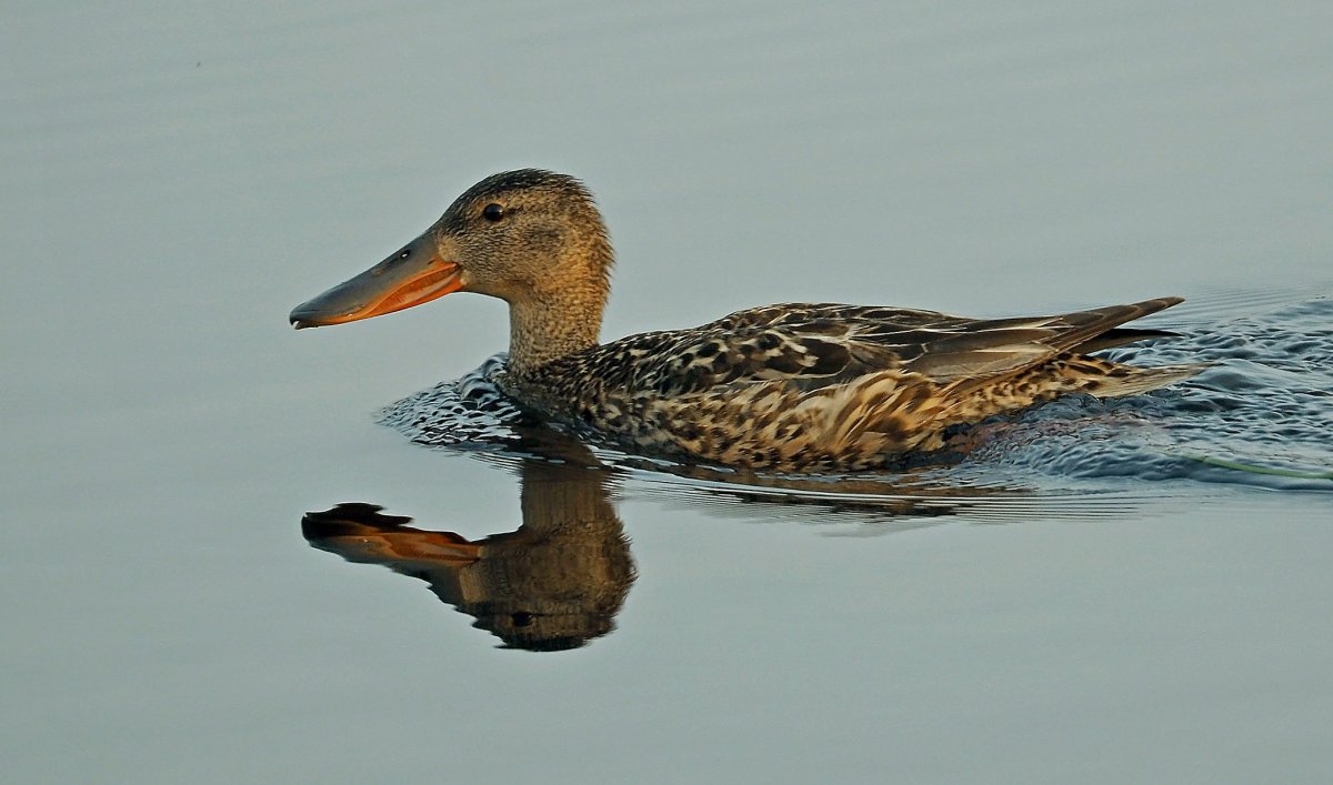 Утка чирок Широконоска