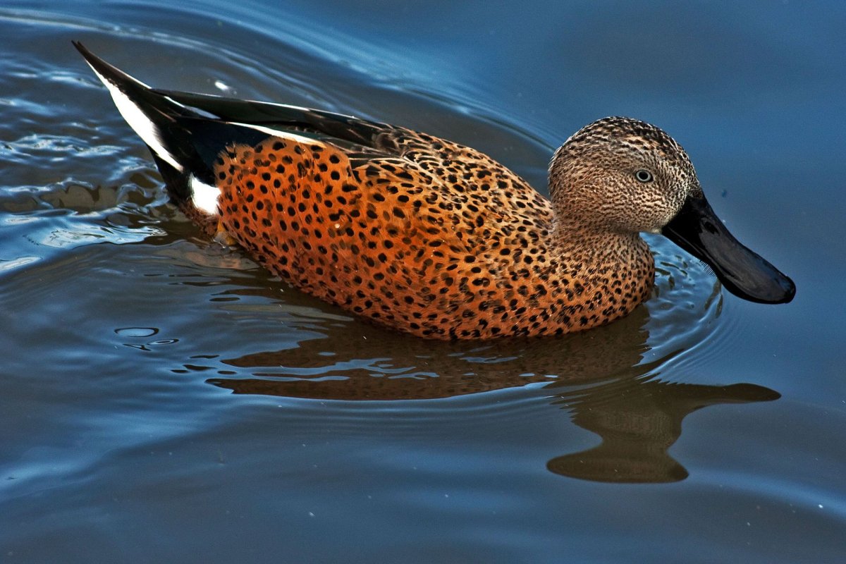 Южноамериканская Широконоска