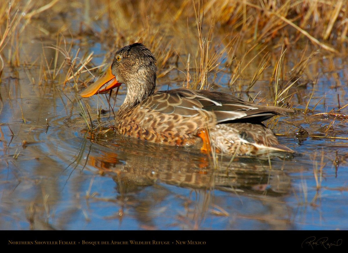 Американская Широконоска