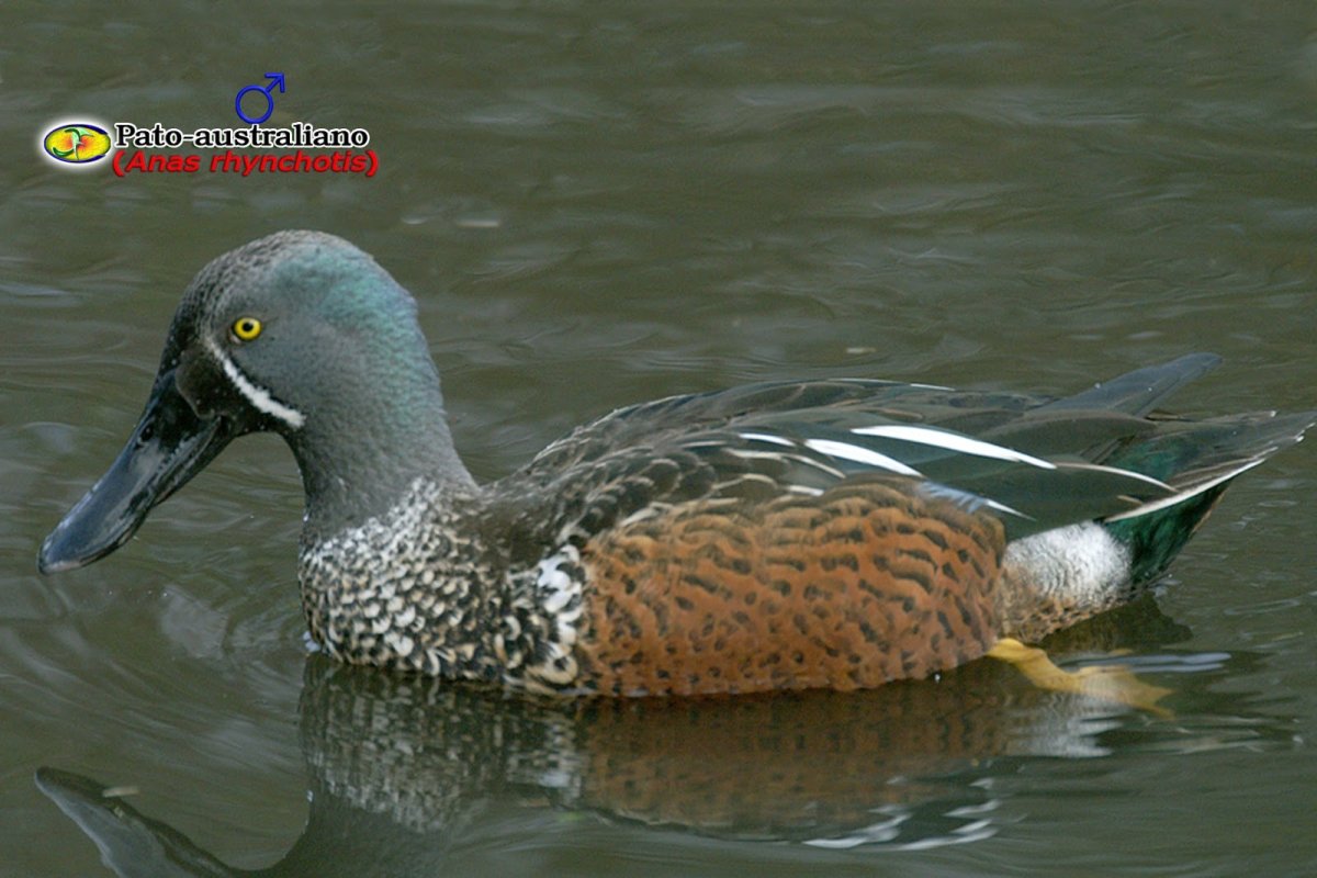 Породы диких уток Широконоска