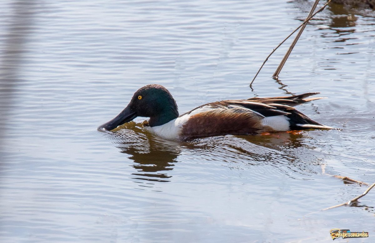 Окраска чучела широконоски