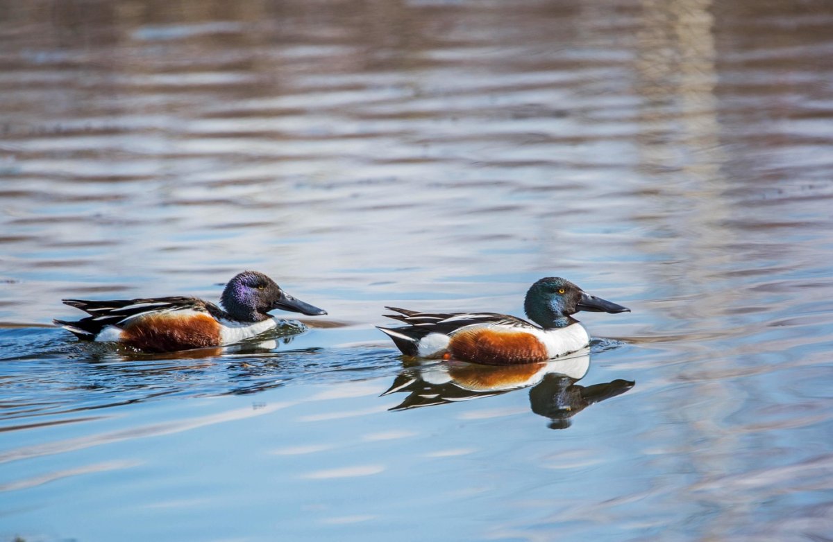 Широконоска картинки для детей