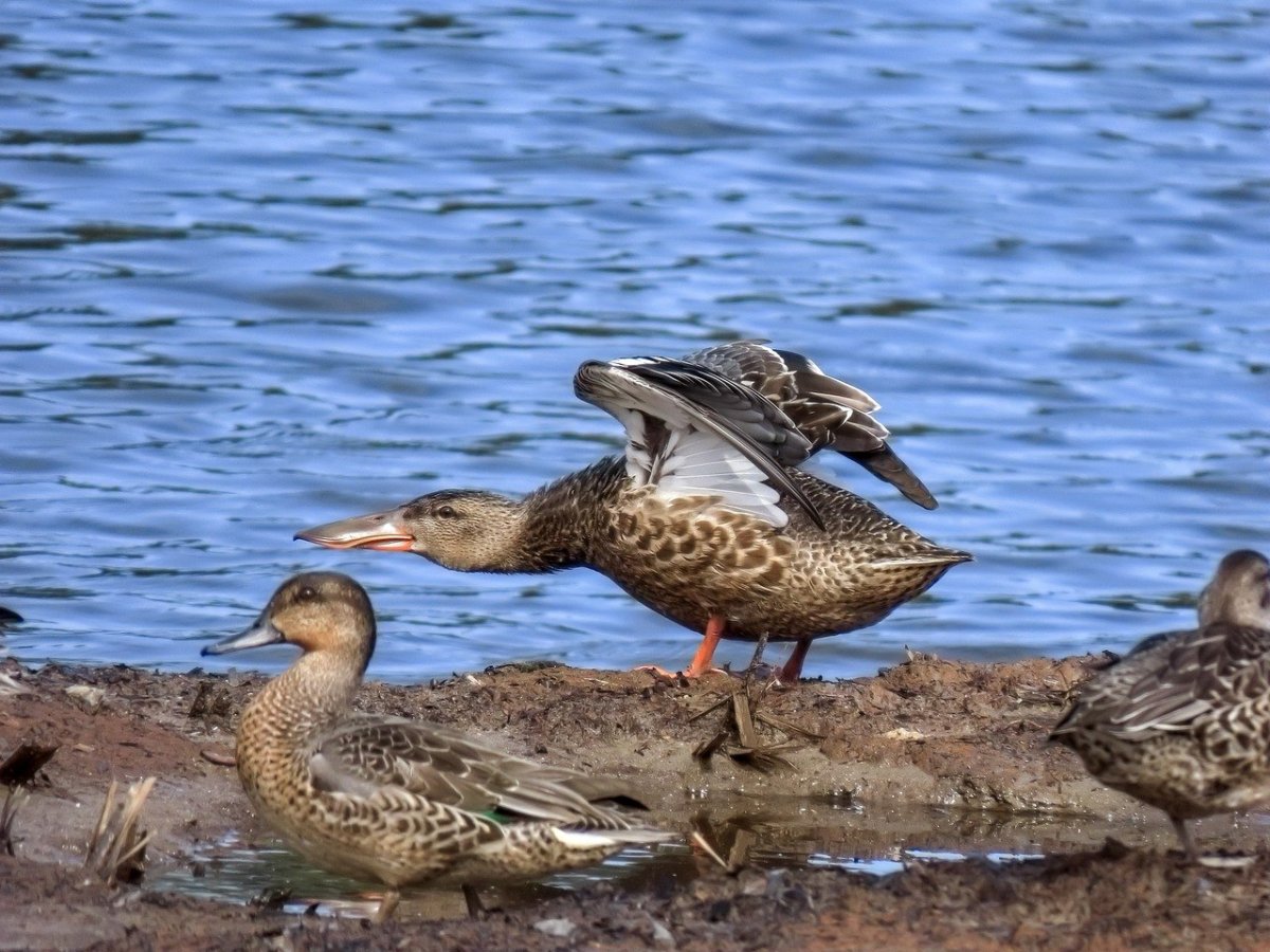 Среда обитания Широконоска