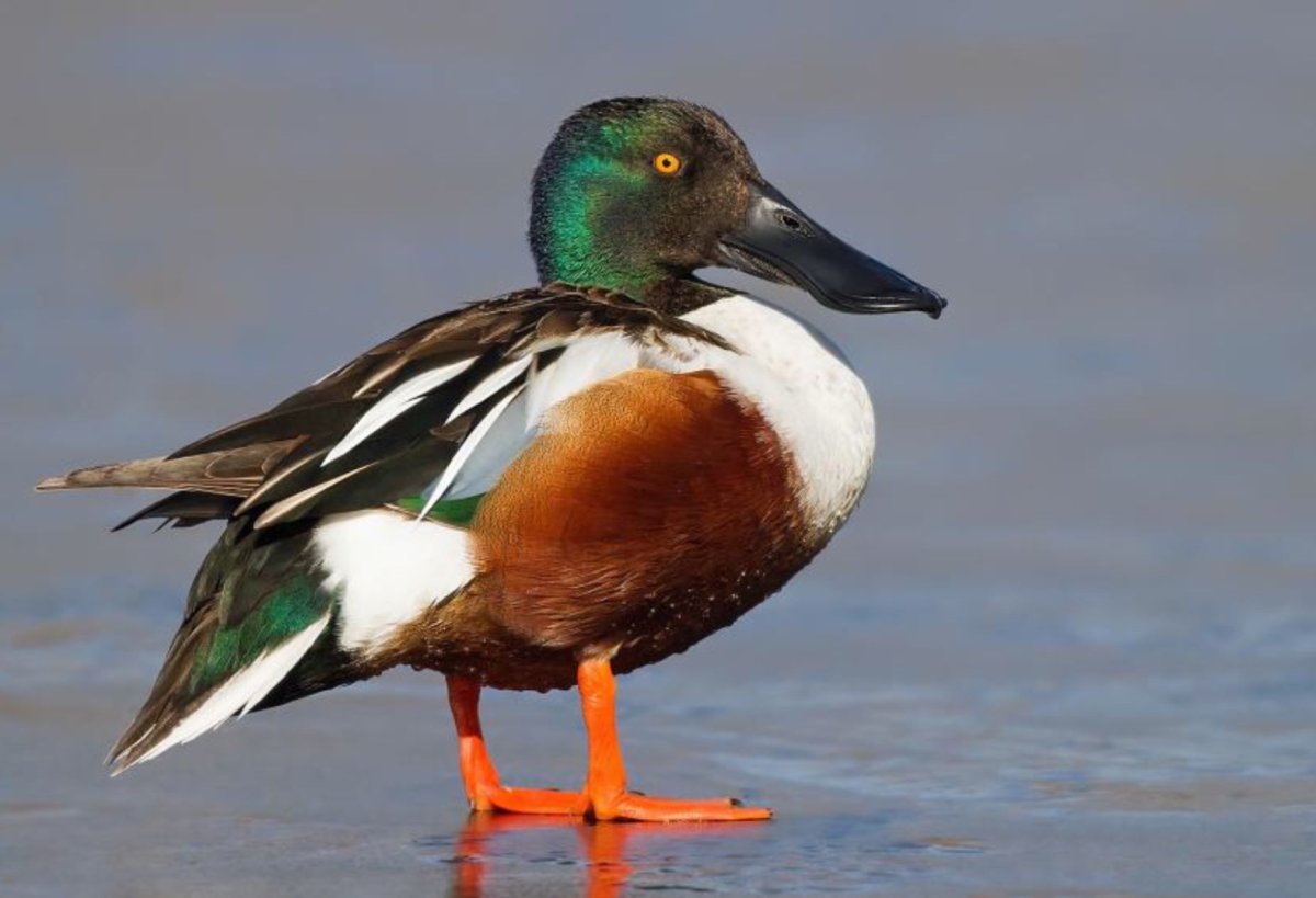 Утята широконоски