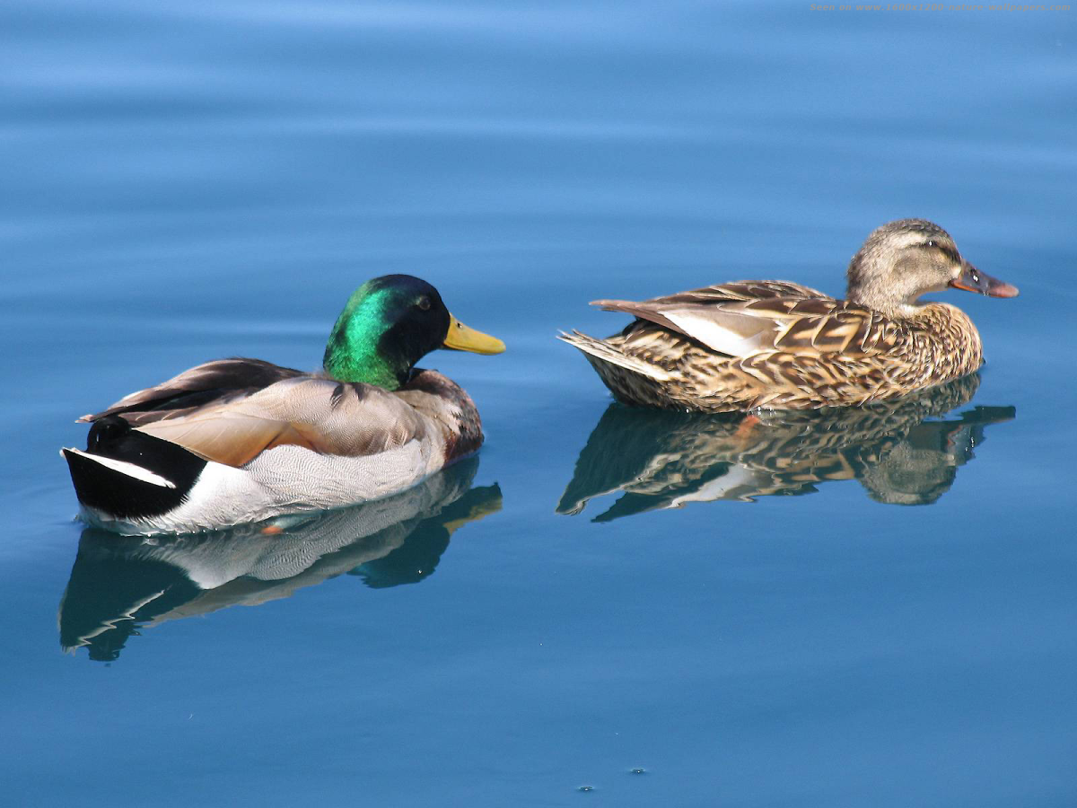 Клюв селезня