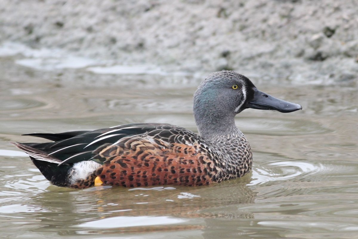 Австралийская пеганка