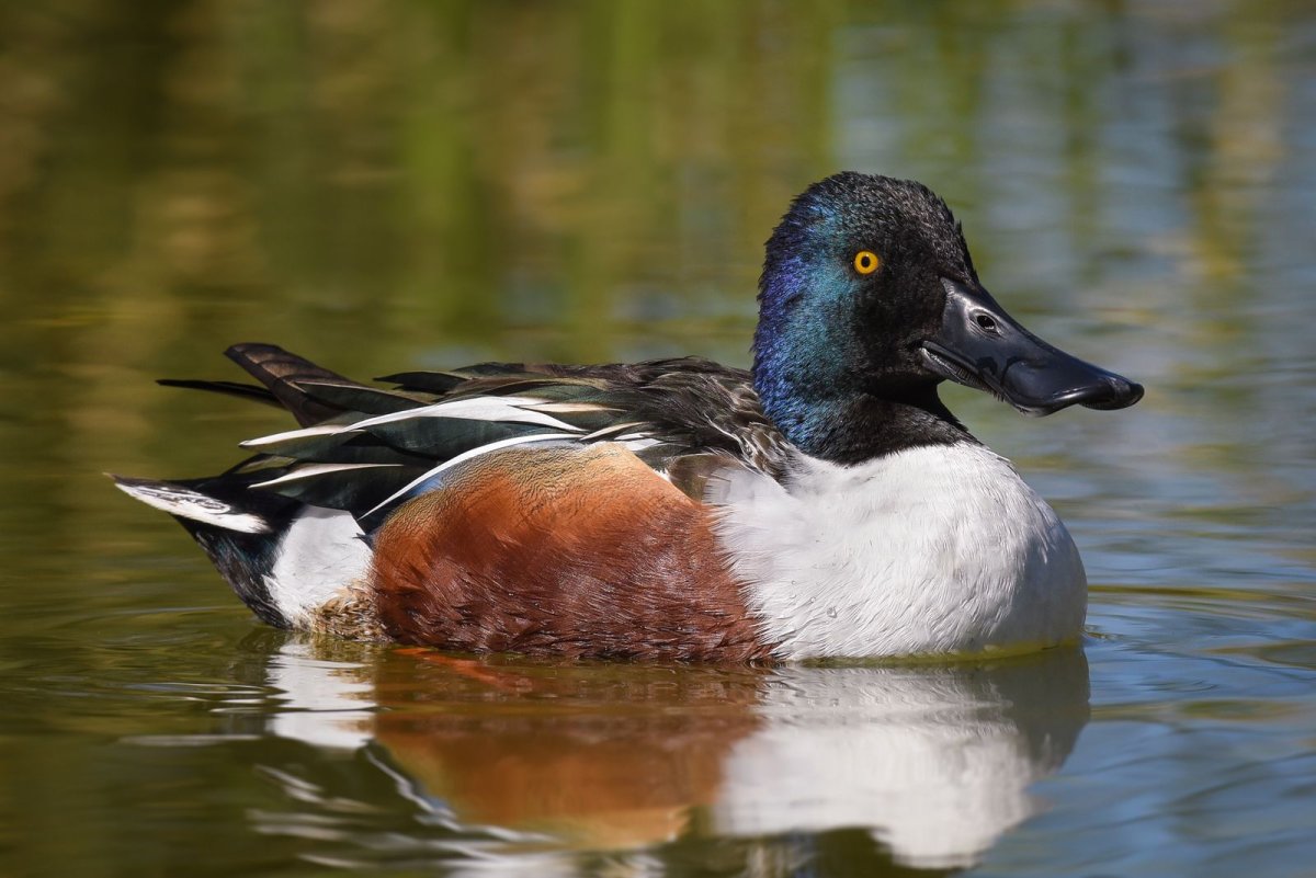 Австралийская Широконоска