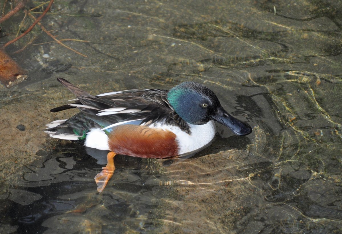 Клюв селезня
