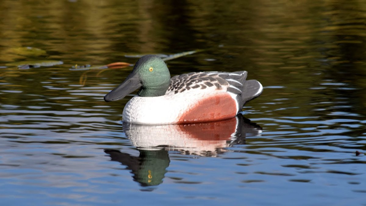 Северная Широконоска