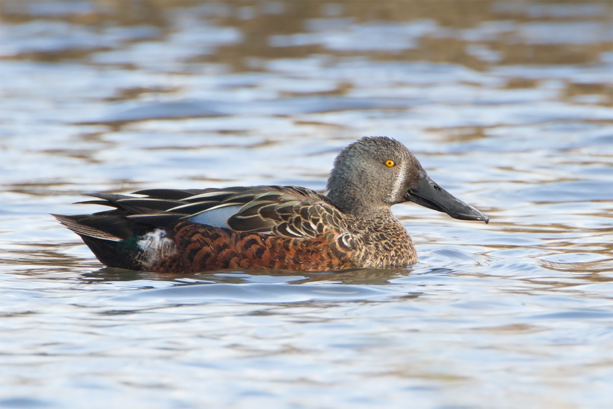 Африканская Широконоска