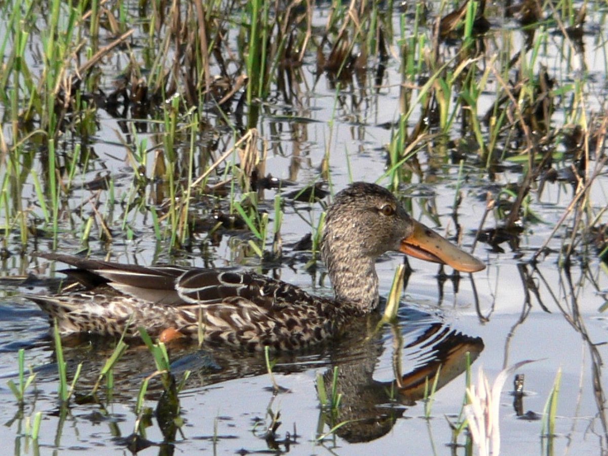 Широконоска утка клюв