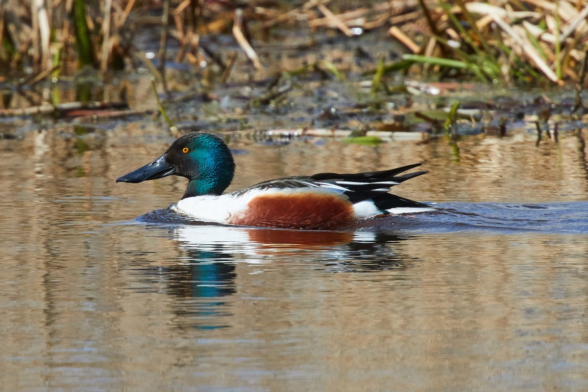 Широконоска утка