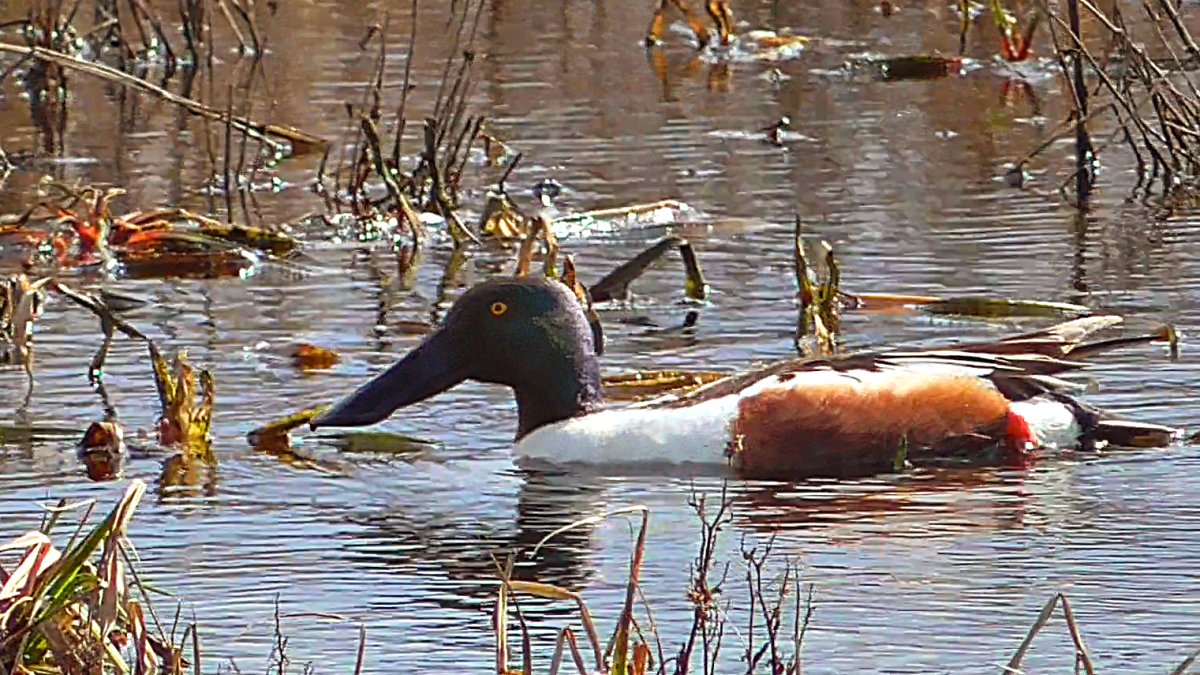 Соксун Широконоска фото