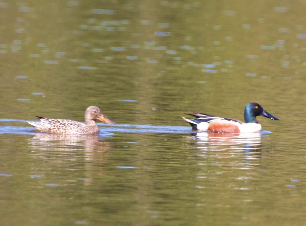 Бурая кряква