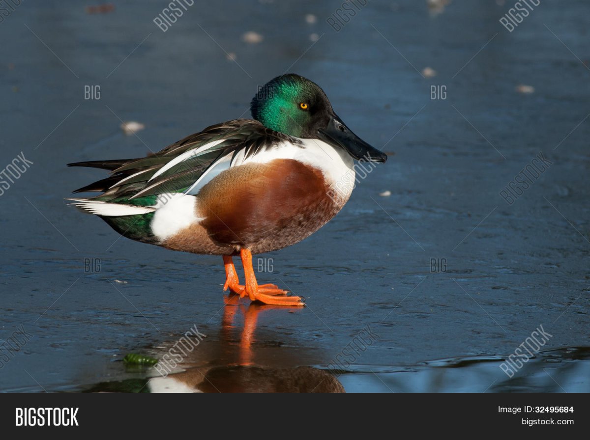 Широконоска утка