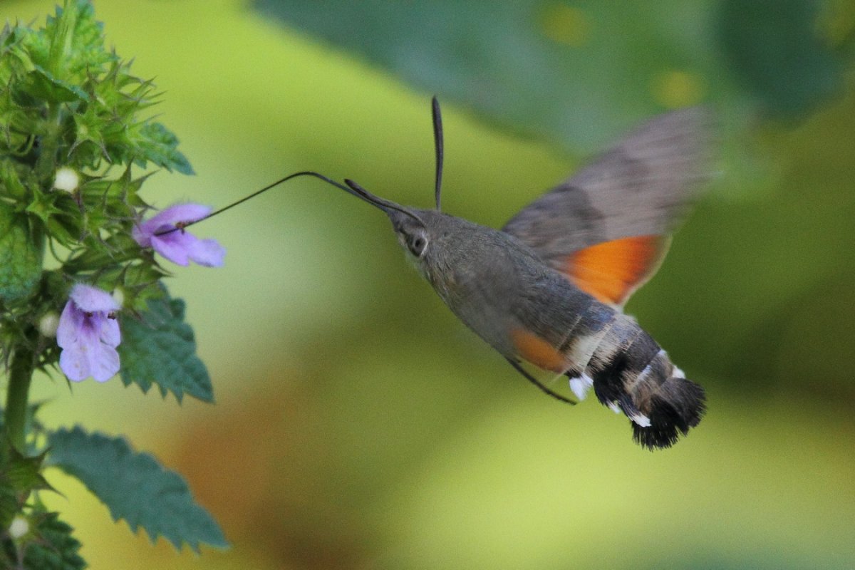 Бражник языкан Macroglossum