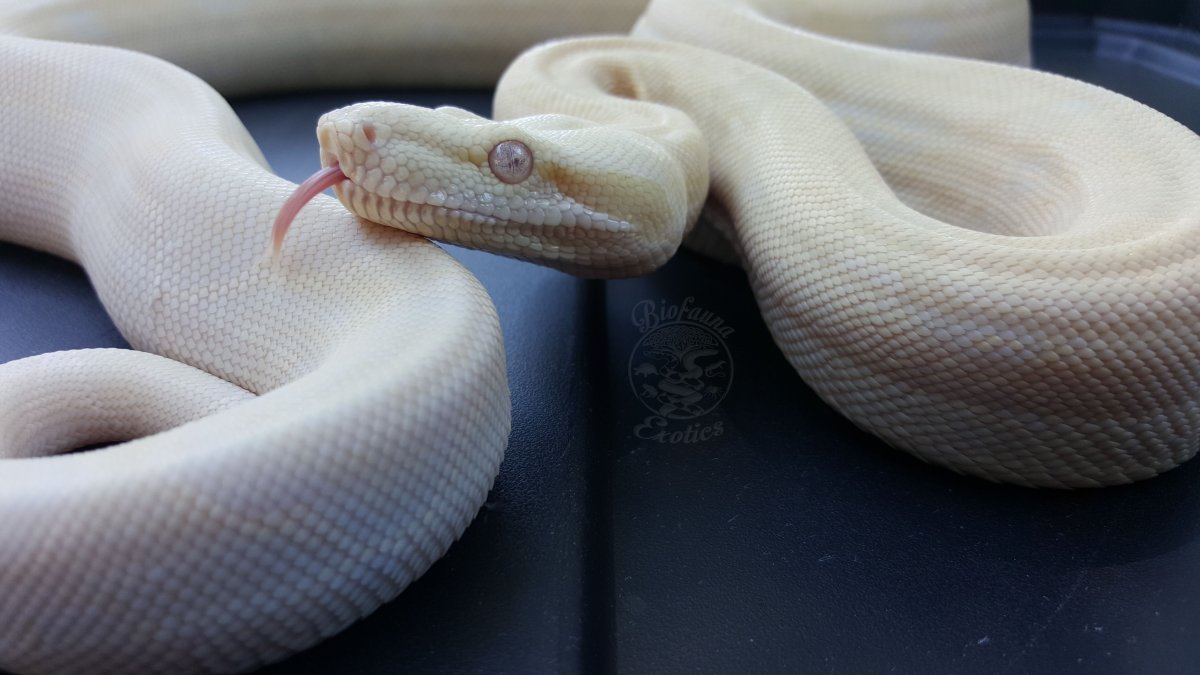 Анастасия Добровольская фотограф фото