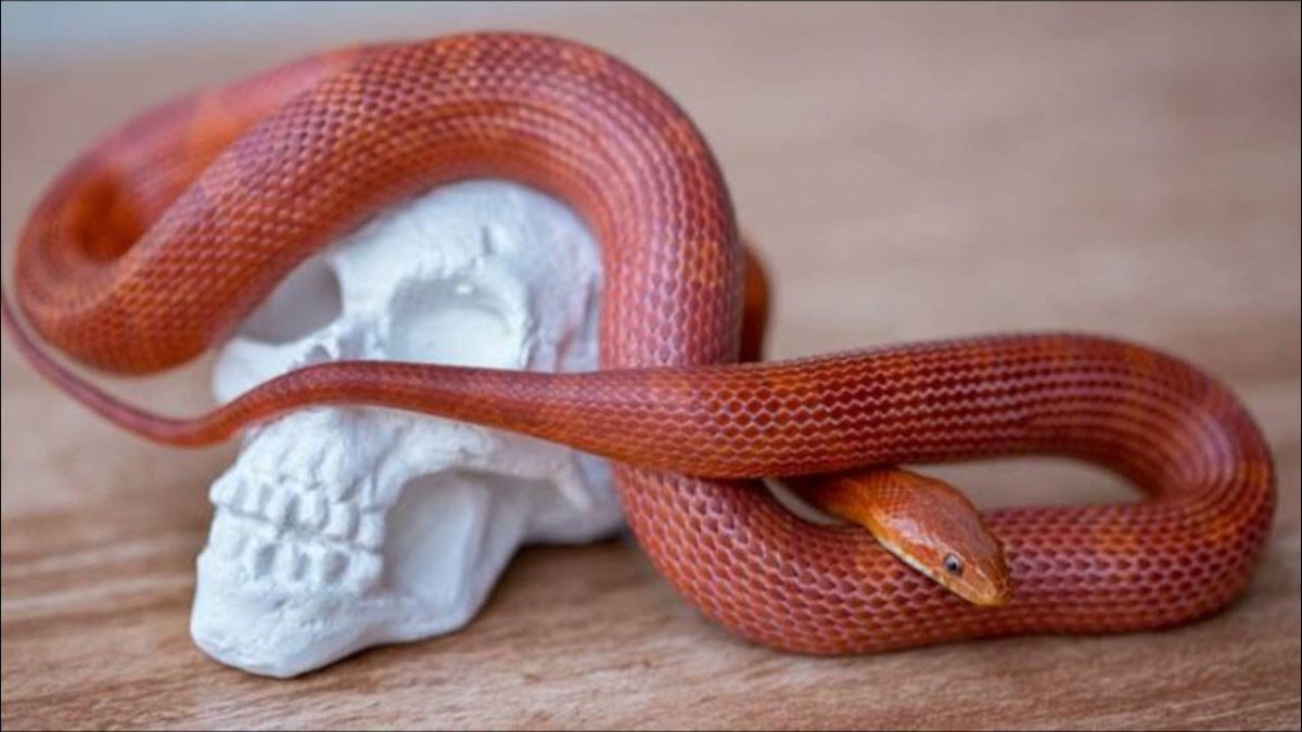 Бело розовая змея