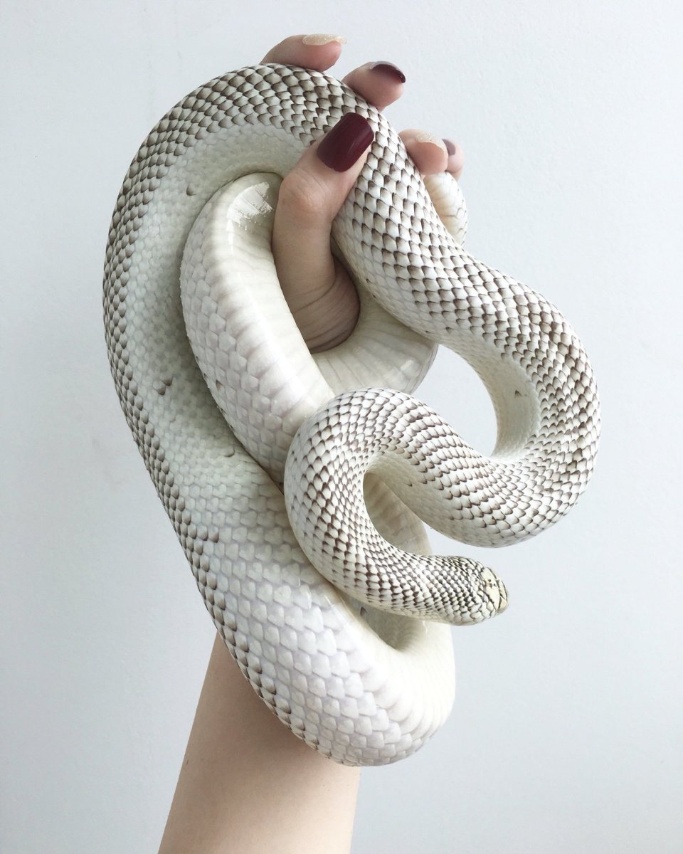 Маисовый полоз альбинос