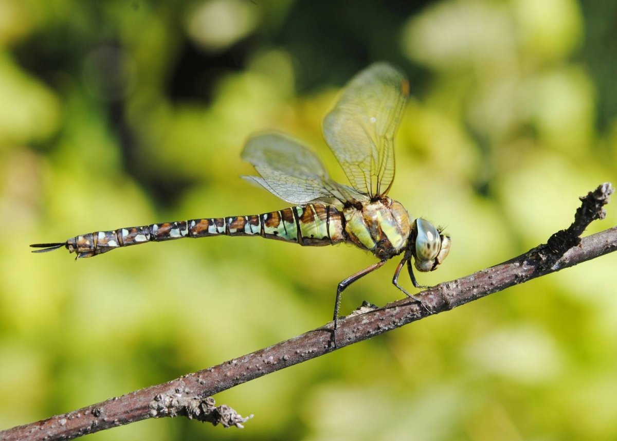 Семейство коромысла Стрекозы