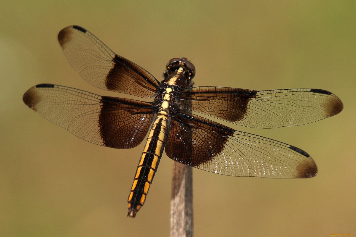 Необычные Стрекозы