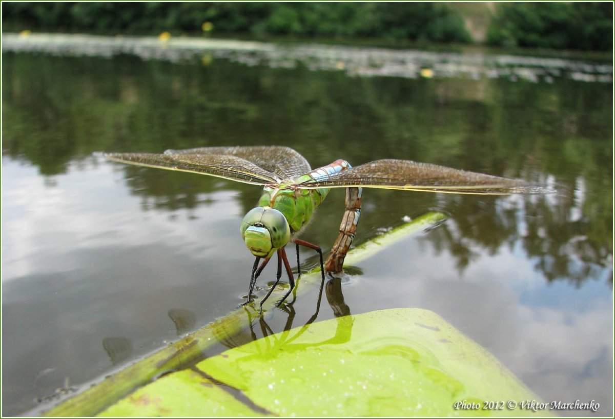Стрекоза большое коромысло