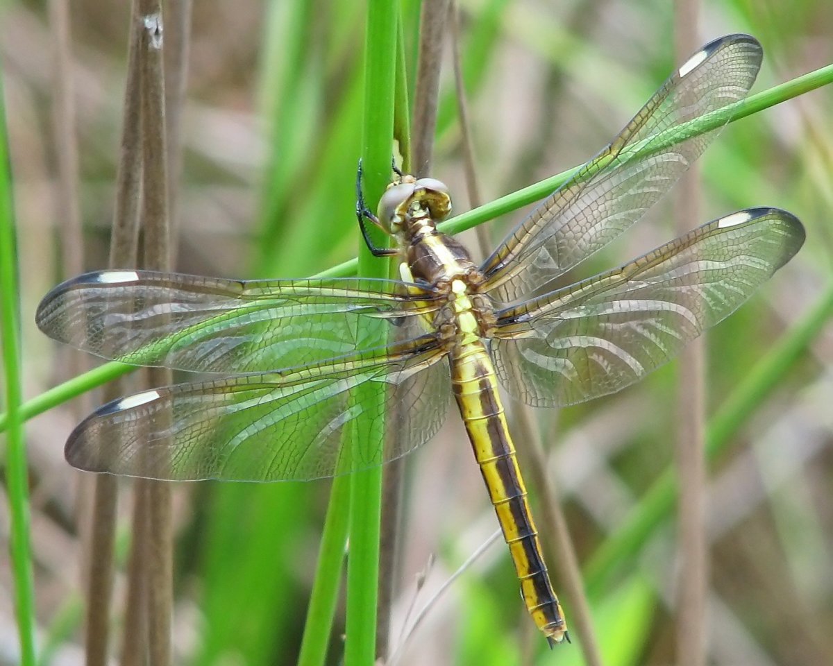 Стрекоза ручейник