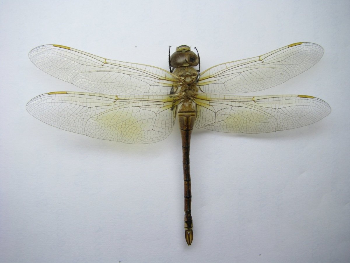 Коромысло большое (Aeschna Grandis)