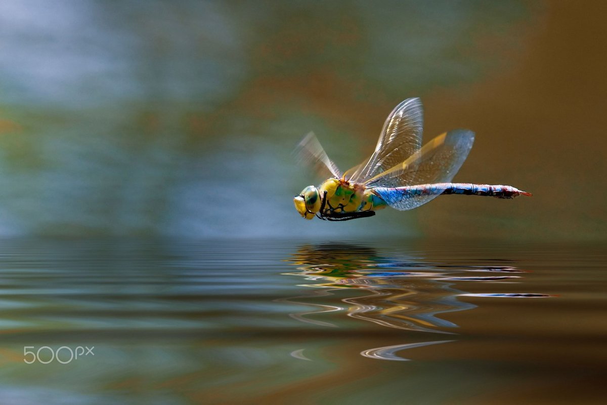 Стрекоза над водой