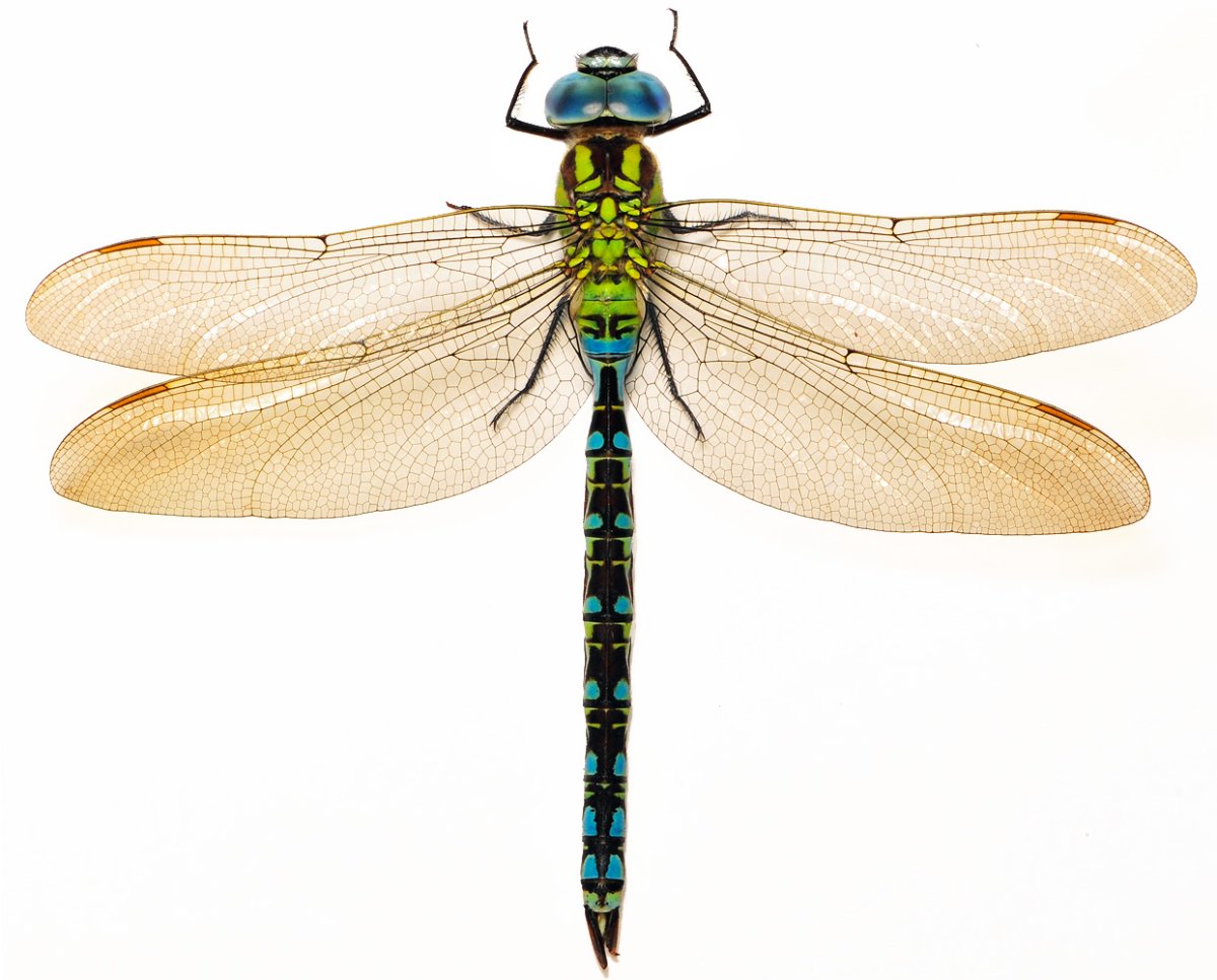 Стрекоза коромысло зеленое