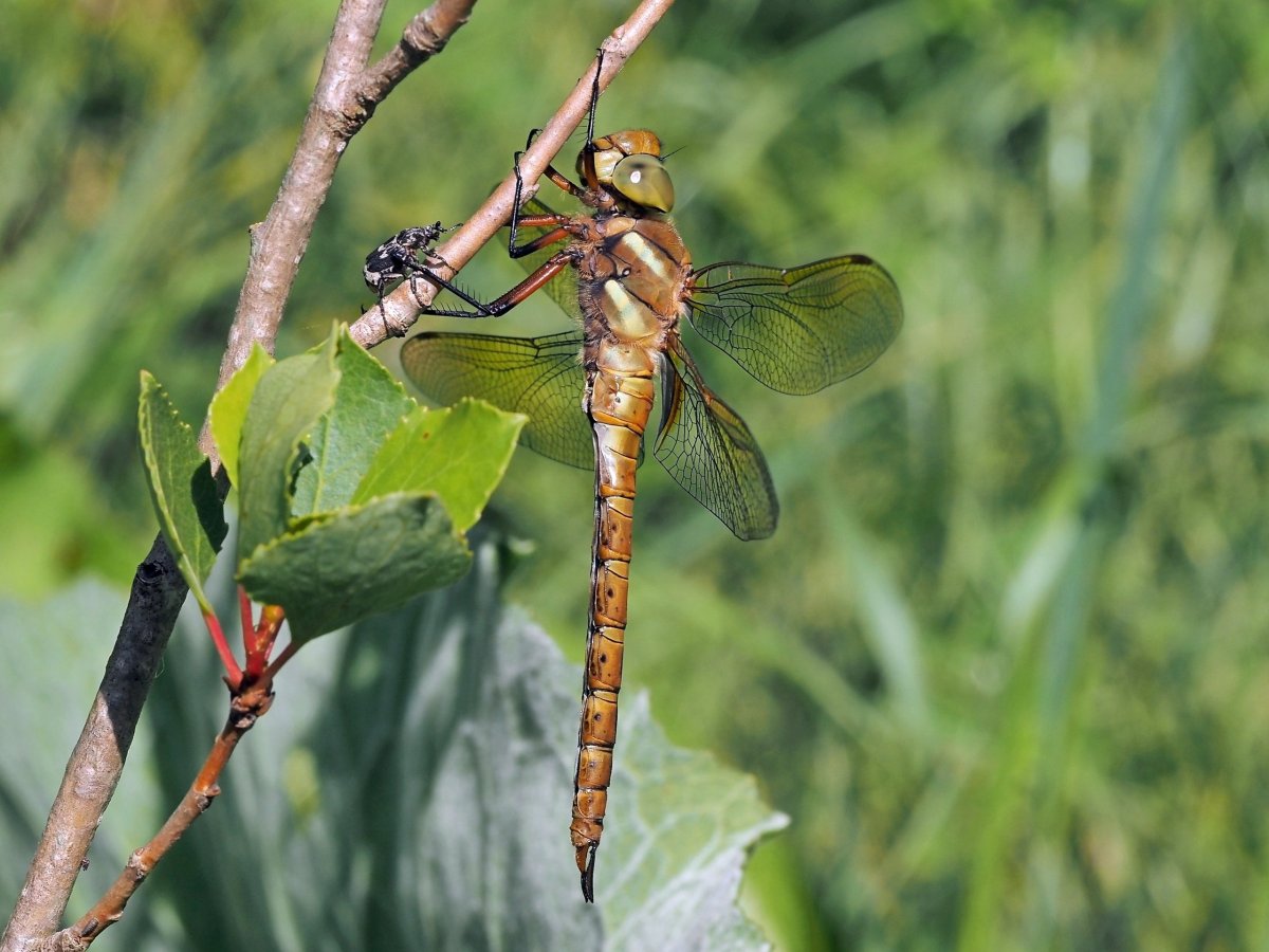 Стрекоза коромысло
