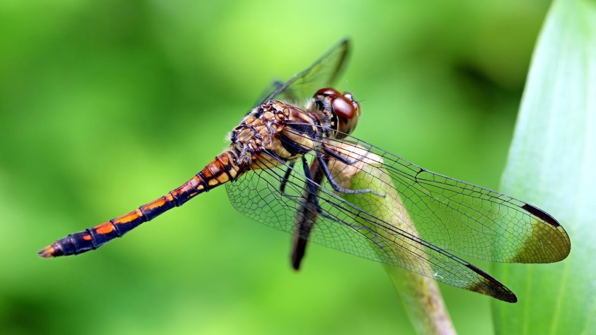 Насекомые в лесу