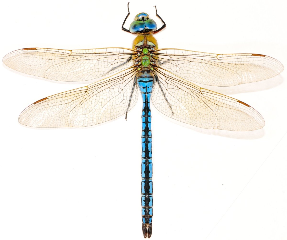 Стрекоза Дозорщик Император