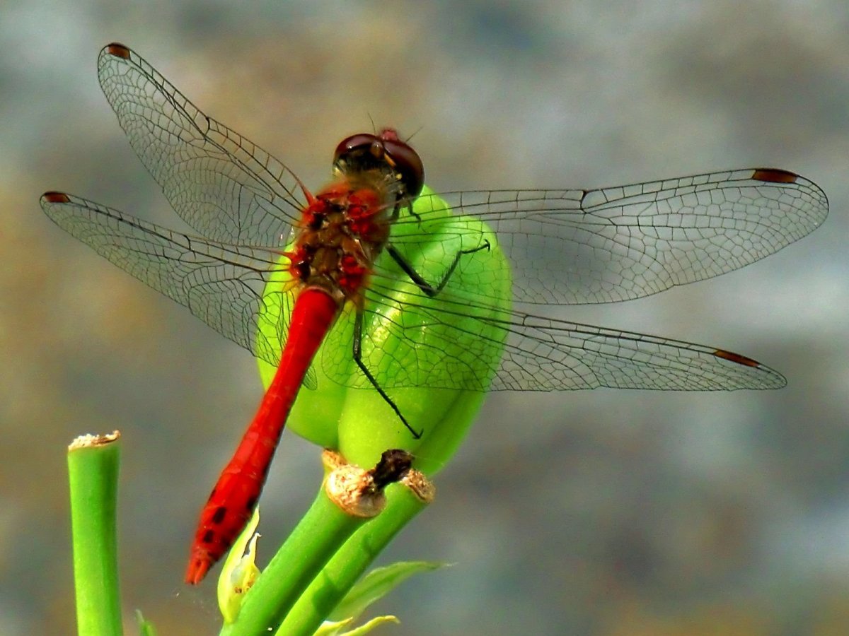 Бабочки и Стрекозы