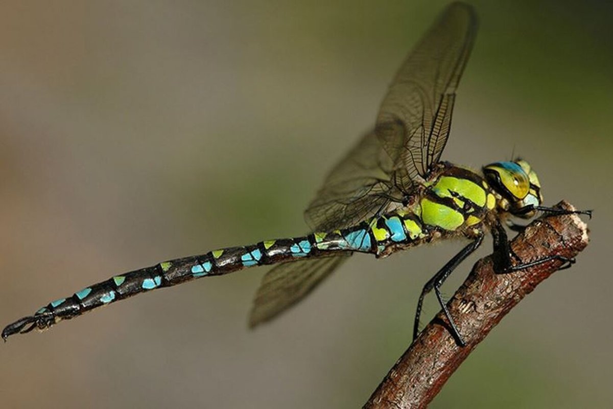 Коромысло синее (Aeshna cyanea