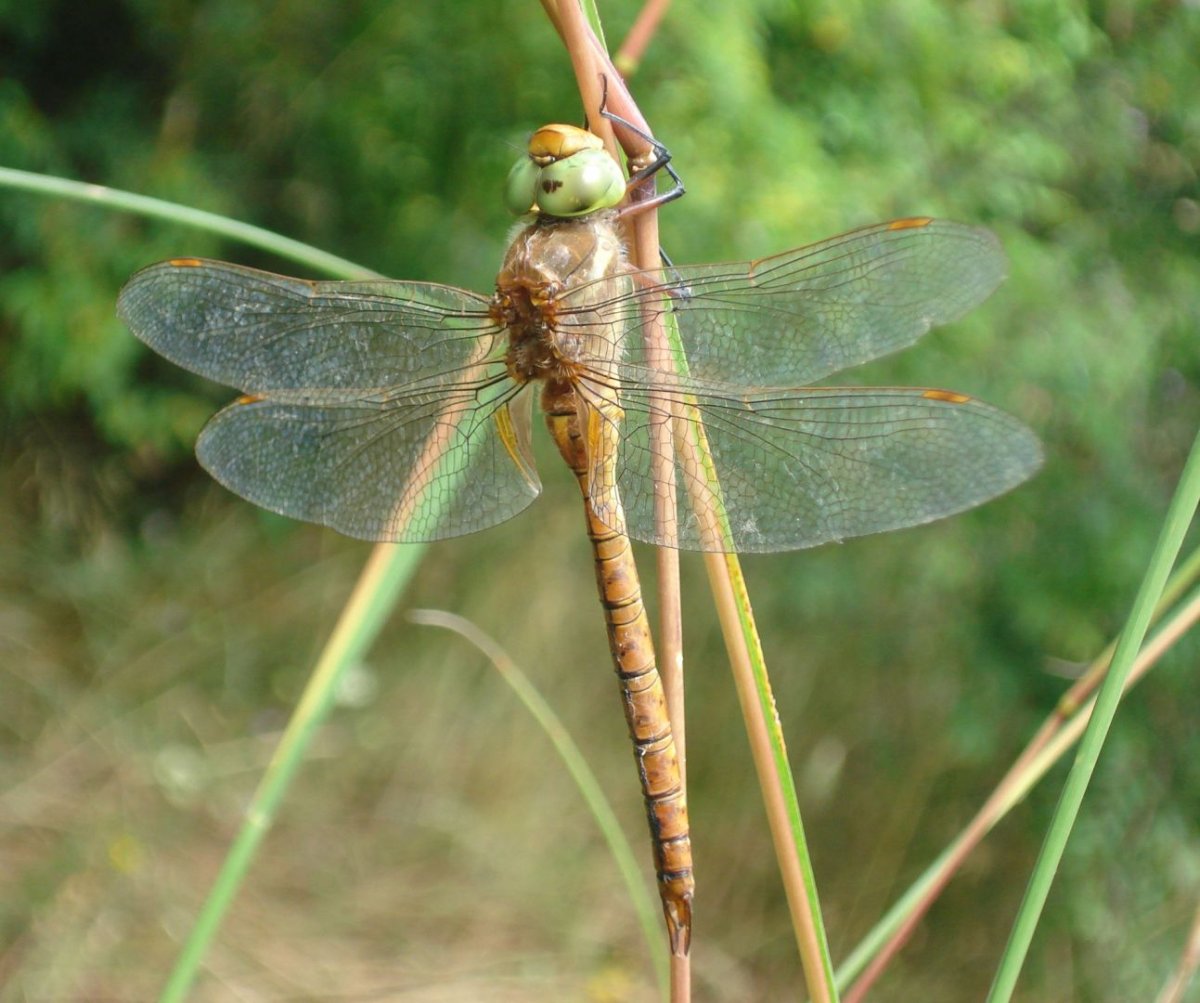 Aeshna isoceles - коромысло рыжеватое