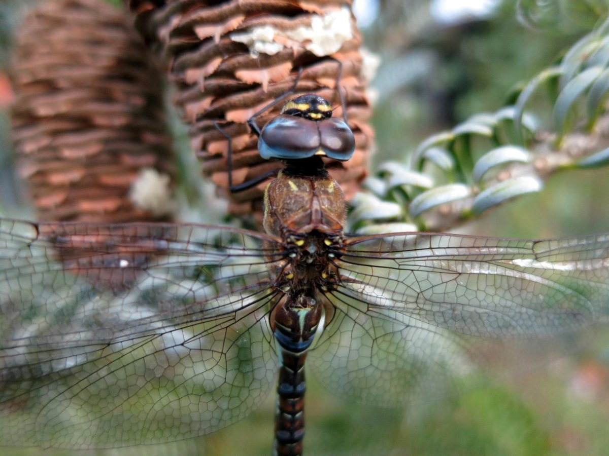 Стрекоза Aeshna mixta