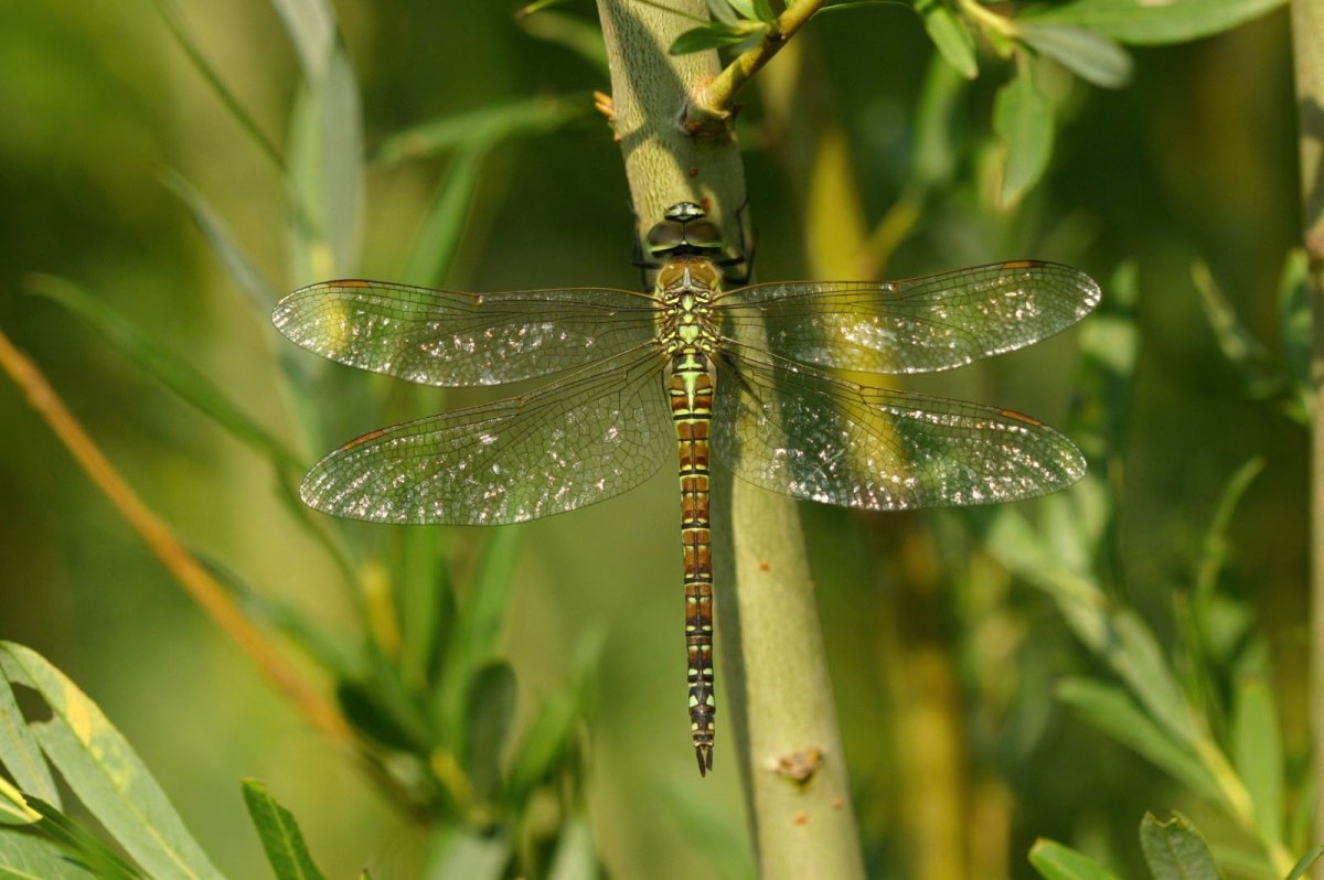 Личинка Стрекозы Дозорщик Император