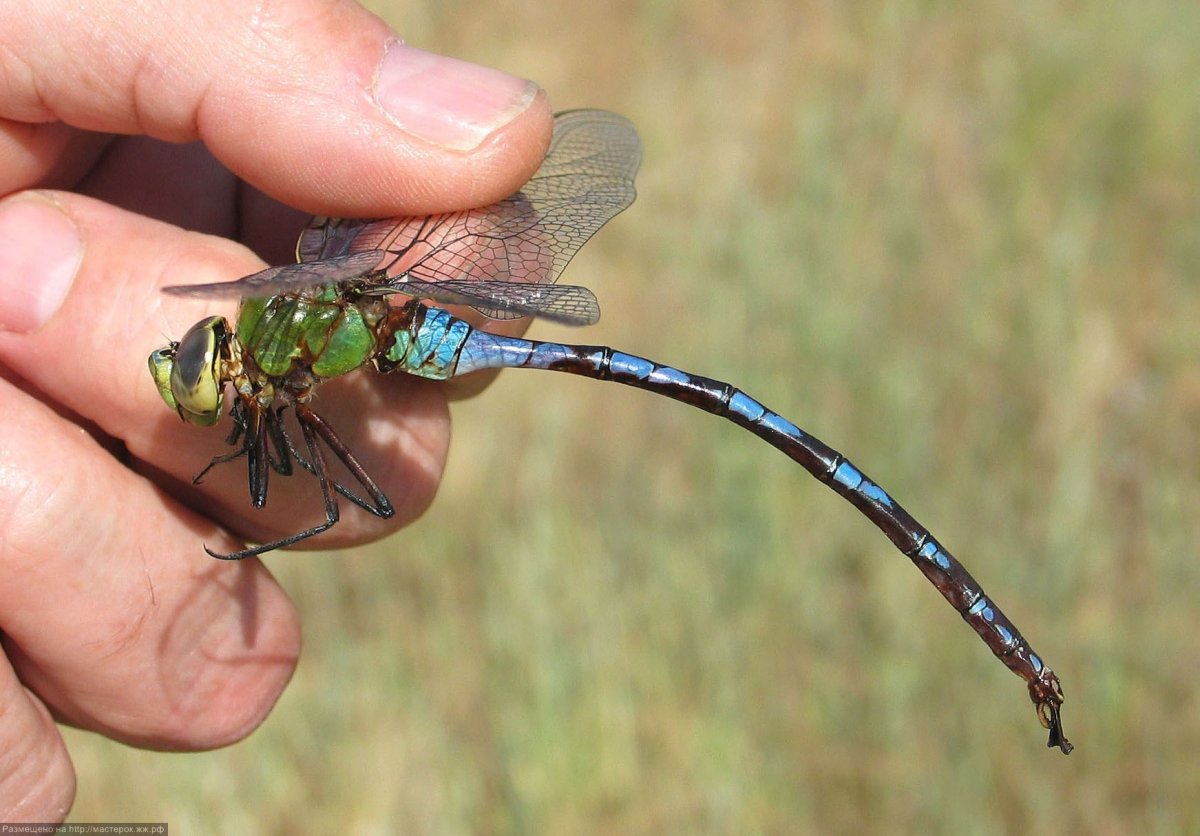 Megaloprepus caerulatus