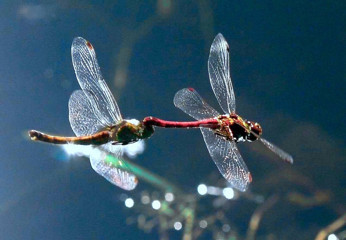 Стрекоза летает над водой