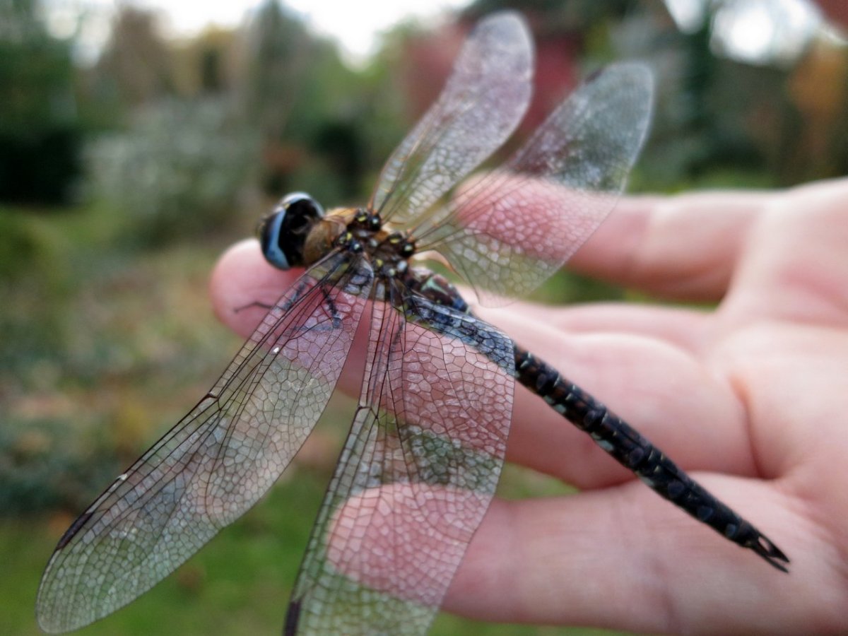 Стрекоза коромысло помесное