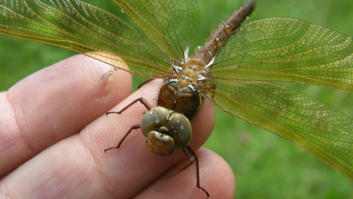 Aeschna Grandis личинка