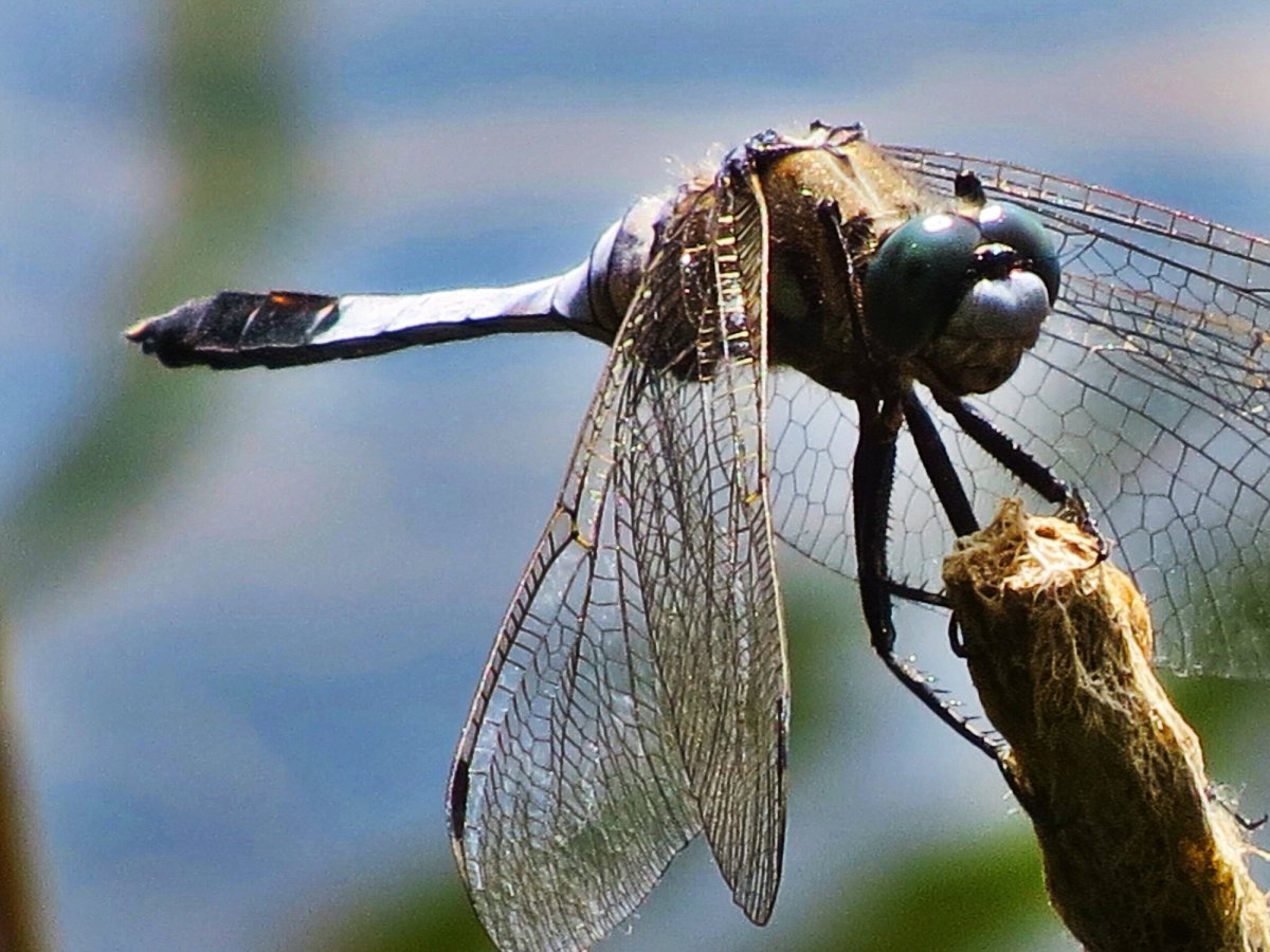 Стая стрекоз